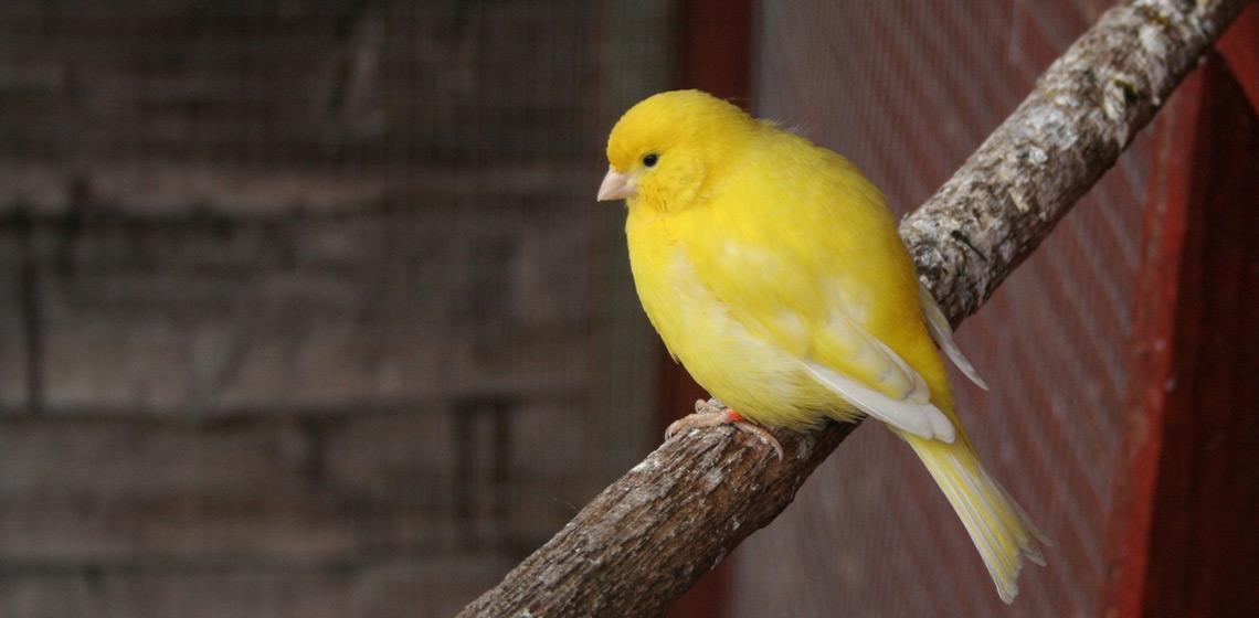 Sueños con pájaros de color amarillo