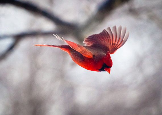 Soñar con pájaros rojos