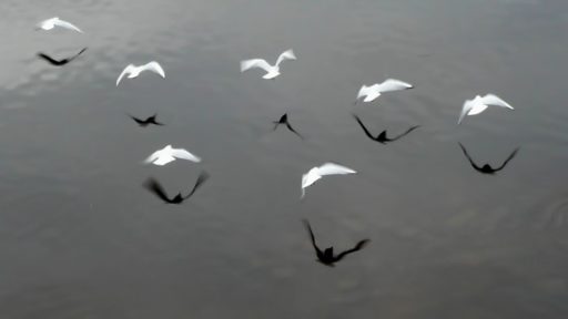 sueños con pájaros blancos