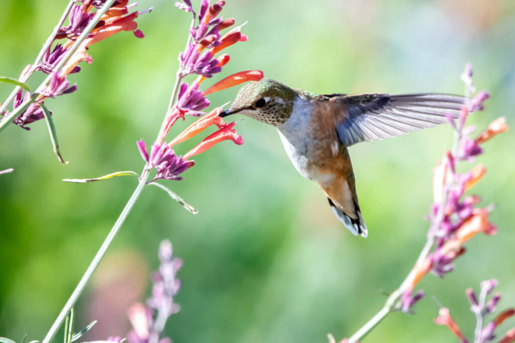 Soñar con colibrís de colores