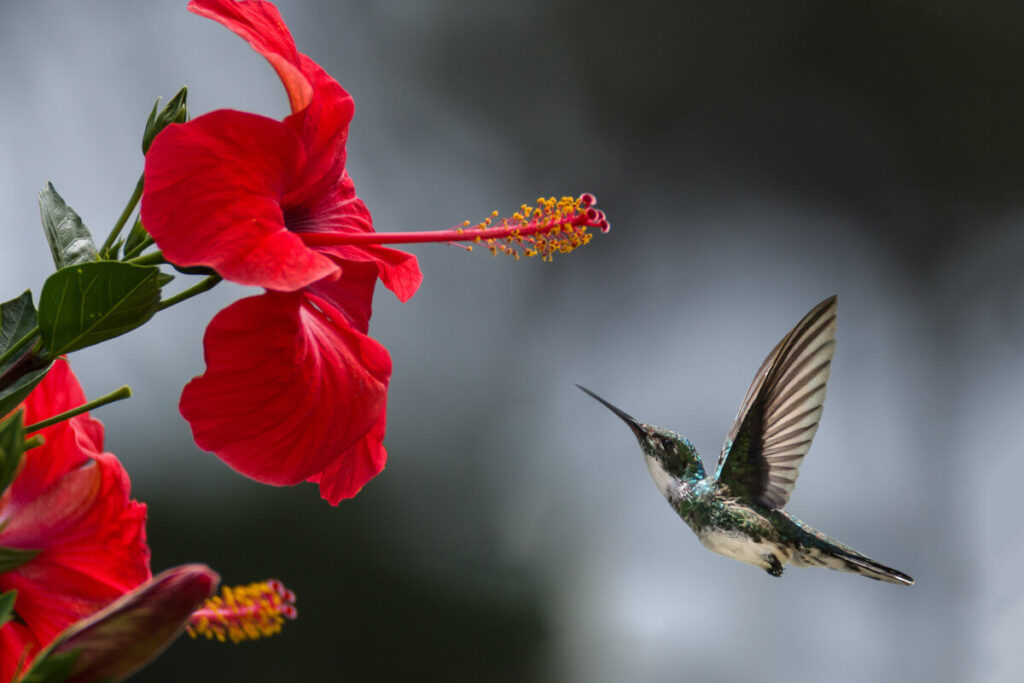 Soñar con muchos colibríes volando