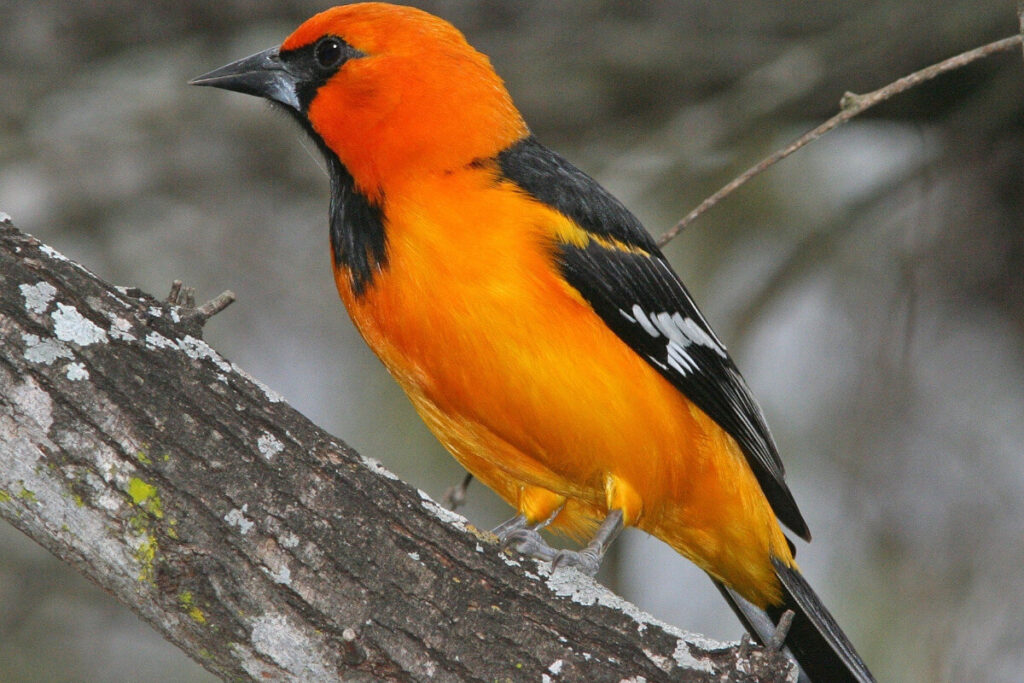 Soñar con Pájaro Naranja