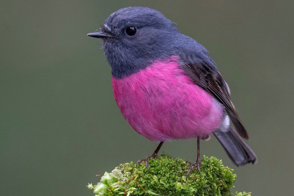 Soñar con un pájaros de color rosado