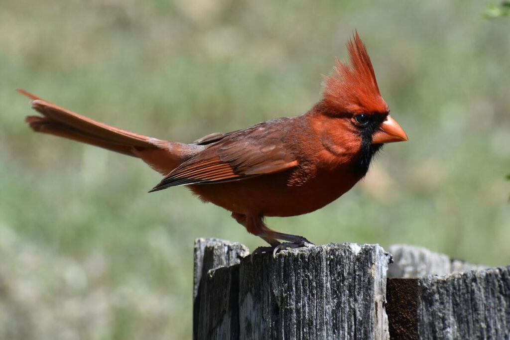 Soñar con un pájaro cardenal